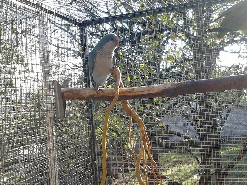 modrá samice mnicha